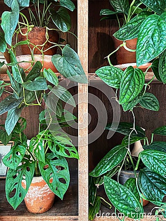 Green and fresh ornamental plants Stock Photo